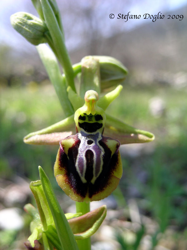 Ophrys aesculapii